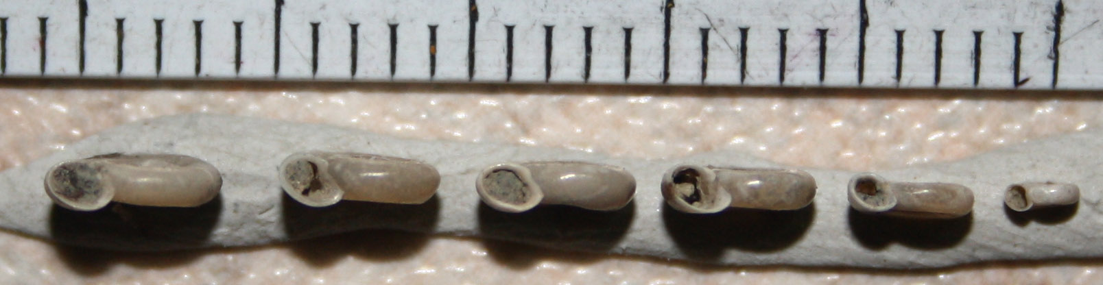 Planorbis planorbis? no, Anisus spirorbis